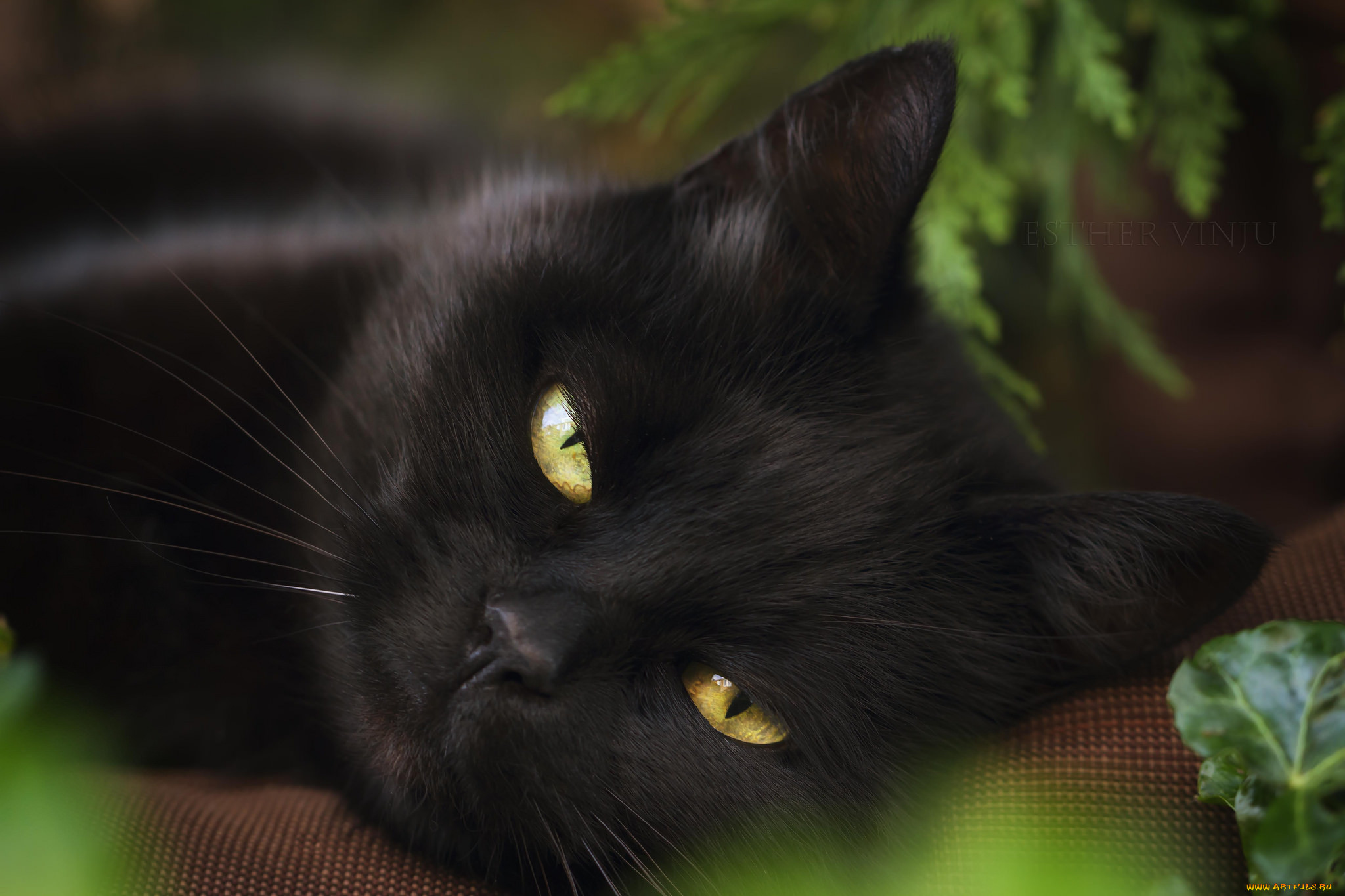 Черные кошки 10. Чёрный кот. Красивая черная кошка с зелеными глазами. Черная пушистая кошка с зелеными глазами. Красивый черный кот.